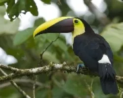 Ramphastos ambiguus