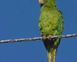 Aratinga finschi