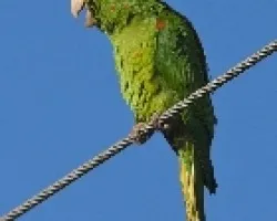 Aratinga finschi