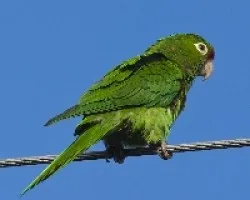 Aratinga finschi