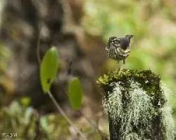 Seiurus motacilla