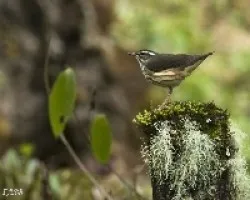 Seiurus motacilla
