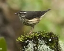 Seiurus motacilla