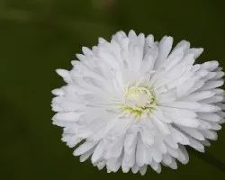 Flor blanca