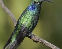 Colibri thalassinus