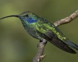 Colibri thalassinus