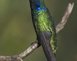 Colibri thalassinus