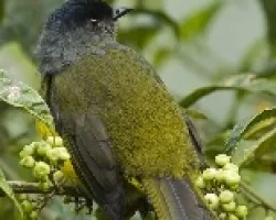 Phainoptila melanoxantha