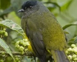 Phainoptila melanoxantha