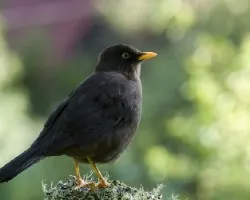Turdus nigrescens