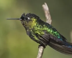 Panterpe insignis