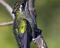 Eugenes fulgens