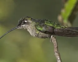 Eugenes fulgens