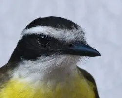 Pitangus sulphuratus