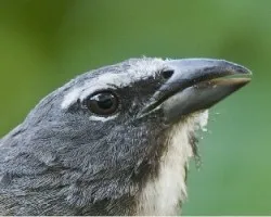Saltator coerulescens
