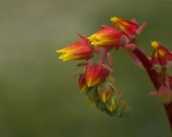 Flores de colores