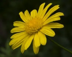 Margarita,  flor