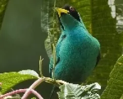 Chlorophanes spiza