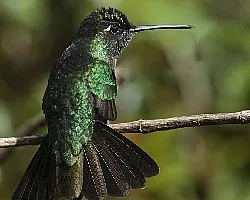 Panterpe insignis