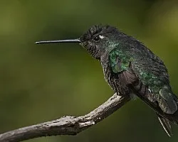 Panterpe insignis