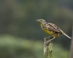 Sturnella magna
