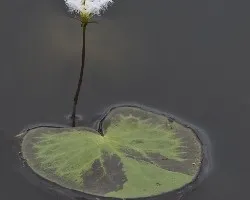 Nymphoides humboldtiana 