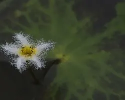 Nymphoides humboldtiana 