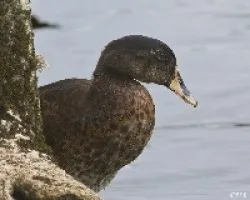 Pato