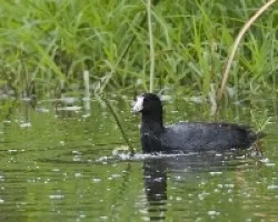 Fulica americana
