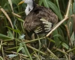 Jacana spinosa