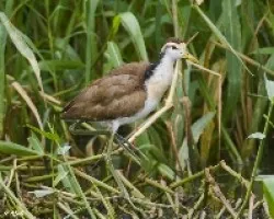 Jacana spinosa