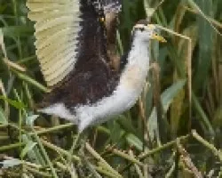 Jacana spinosa