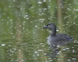 Tachybaptus dominicus