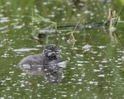 Tachybaptus dominicus