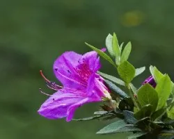 Flor 1
