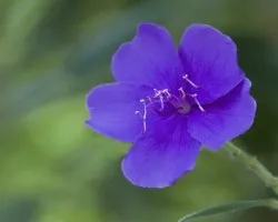 Flot 2