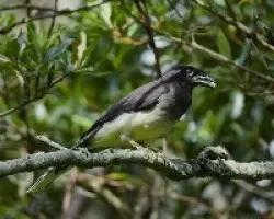 Cyanocorax morio