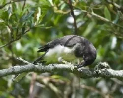 Cyanocorax morio