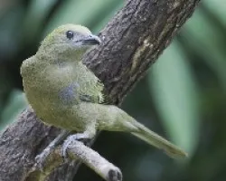 Thraupis palmarum