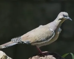 Zenaida asiatica