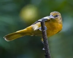 Icterus galbula