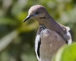Zenaida asiatica