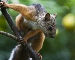 Sciurus variegatoides
