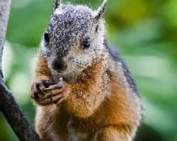 Sciurus variegatoides