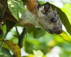 Sciurus variegatoides