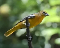 Icterus galbula
