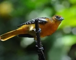 Icterus galbula