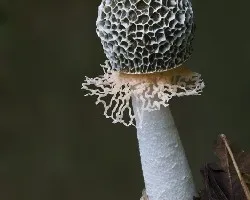 Phallus indusiatus 