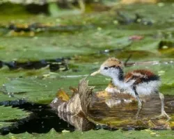 Jacana spinosa