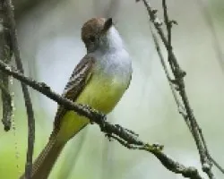 Myiarchus tyrannulus